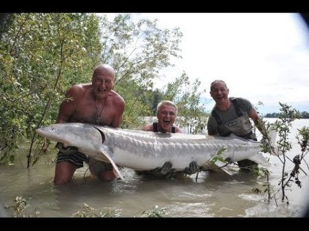Ловля Осетра 2 метра 71см 180 кг см fraser river канада