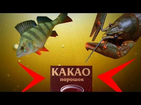 Реакция рыбы на КАКАО! Подводная съемка