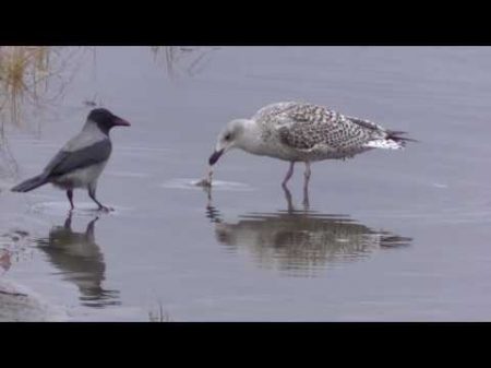 Ворона и чайка