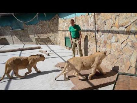 СМОТРЕТЬ ВСЕМ кто хочет увидеть как Олег Зубков общается с львятами до их выхода в Сафари