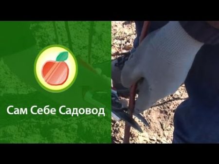 Обрезаем заокулированные прошлой осенью подвои