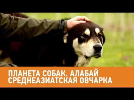 Среднеазиатская овчарка алабай Планета собак Моя Планета