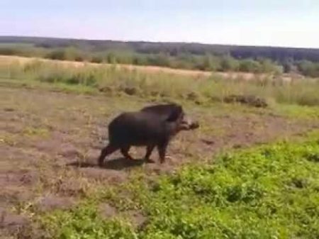 наглый дикий кабан в огороде