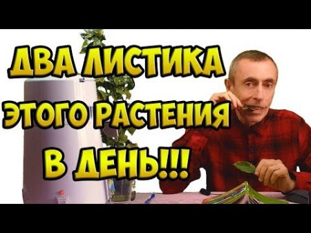 ДВА ЛИСТИКА В ДЕНЬ ЭТОГО РАСТЕНИЯ СПАСЕНИЕ ОТ МНОГИХ БОЛЕЗНЕЙ! Островский Очищение крови вопросы