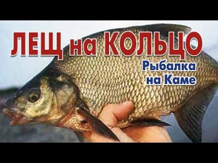 2017 08 15 Рыбалка на Каме Лещ 60 кг правильная рыбалка Супер улов