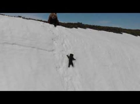 Спасение медвежонка на скальном обрыве Bear cub and drone Full version of the original video