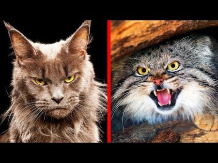 10 Самых Опасных Пород Кошек в Мире