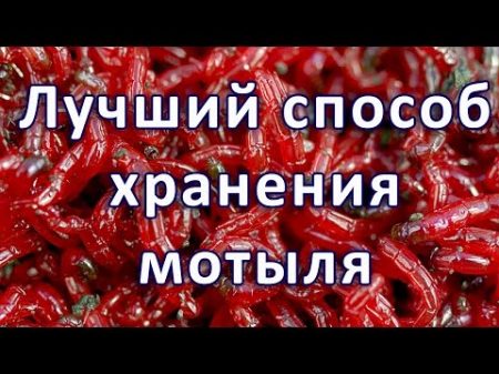 Как хранить мотыля дома Самый долгий способ