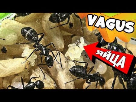 Муравьи гиганты Camponotus Vagus в маленькой ферме