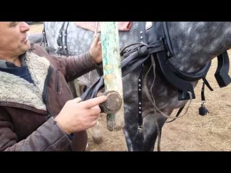 как правильно запрячь лошадь в русскую дуговую упряжь
