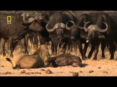 Львы хулиганы Львы хулиганы