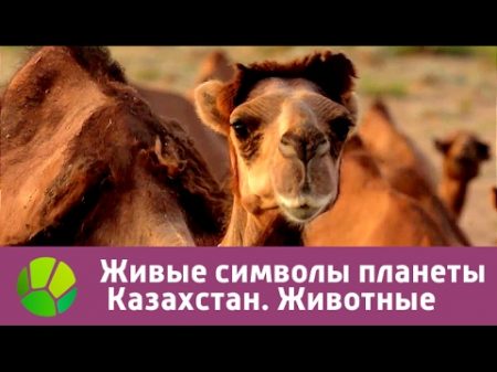 Живые символы планеты Казахстан Животные Живая Планета