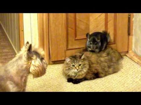 Chinchilla cat and dog Шиншилла кошка и собака