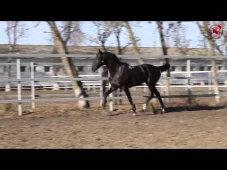 Жеребец Залп ОАО Конный Завод им Первой Конной Армии