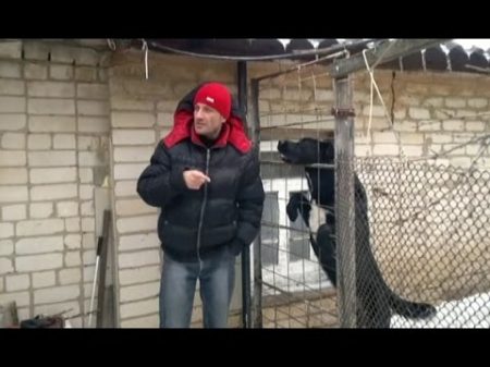 Неуважительный Джек Тянет поводок прыгает на людей