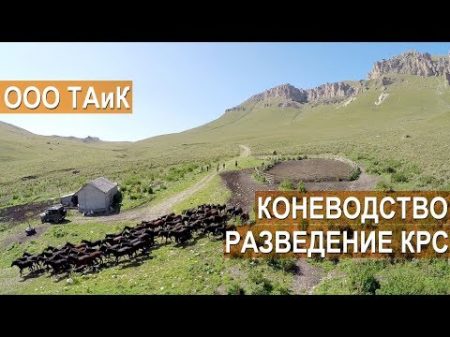 Коневодство скотоводство и производство молочной продукции в ООО ТАиК Кабардино Балкария