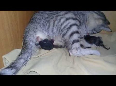 Кошка рожает котят the cat gives birth to kittens