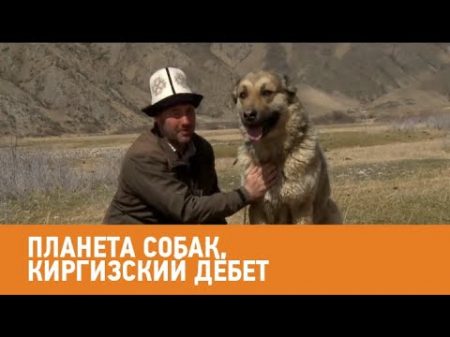 Киргизский дёбет Планета собак Моя Планета