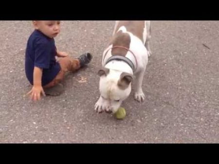 Тема играет с Ричиком! A child plays with Pitbull! 27 августа 2016 г