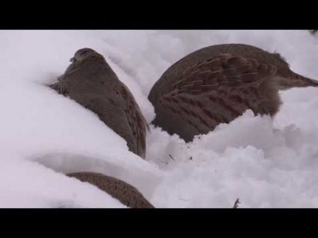 Куропатки 13 12 13 года