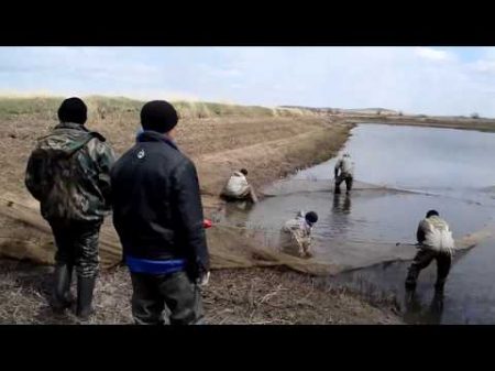 Облов пруда неводом и зарыбление нагульных прудов Карагандинский рыбопитомник