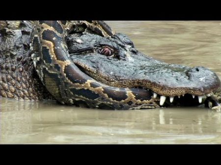 Python vs Alligator 10 Real Fight Python attacks Alligator