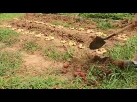 Посадка картошки под солому Planting potatoes under straw Pflanzen von Kartoffeln unter Stroh
