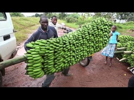 How To Harvest Banana Banana Harvesting Farming