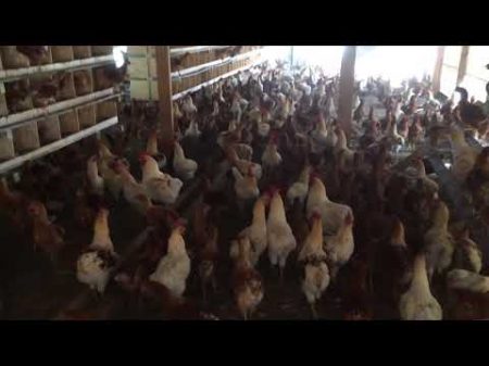 Куры несушки