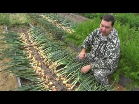 Выращивание озимого лука от посадки до уборки урожая на хранение