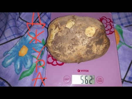 Урожай картошки в Сибири 2018!!! СУПЕР ДЖУРА!!! Урожай картошки в Сибири 2018!!! СУПЕР ДЖУРА!!!