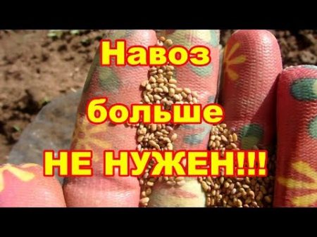 Многолетний сидерат непревзойденный источник азота!