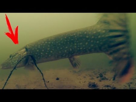 Большая ЩУКА Схватила ЖИВЦА! Рыбалка Осень 2017 Подводная съемка