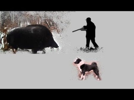 Об охоте на кабанов Hunting boar
