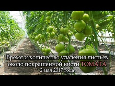 ПОКРАШЕННАЯ кисть томата Когда и сколько убрать листьев возле кисти