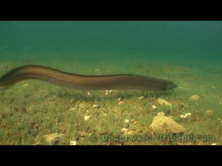 How to feed film freshwater eel underwater in wild Fish camera Угорь подводой