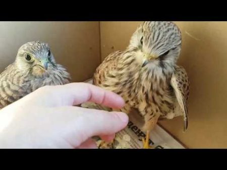Сокол пустельга Реабилитация птиц Falcon of the Kestrel Rehabilitation of birds