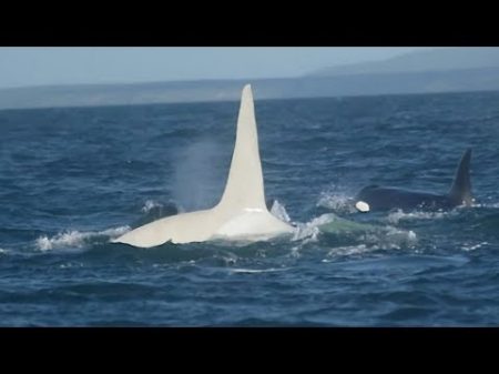 Через 3 года после того как исчез этот белый кит убийца ученый высказал неожиданное мнение