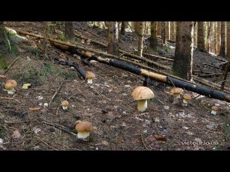 Справжні гриби Карпат