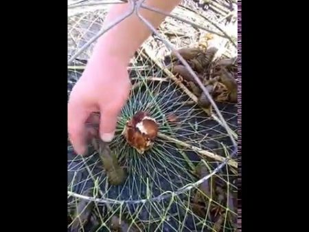 Ловля раков на супер раколовки рыбалка раколовки раки fishing catching crabs