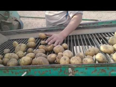 Трактор ЮМЗ і картоплезбиральний комбайн Hagedorn