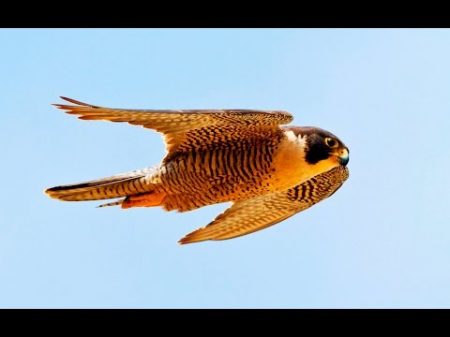Сапсан самая быстрая птица на Земле Сила хищных птиц Дикая природа Фильм Nat Geo HD 24 01 2017