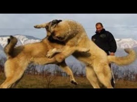 KANGAL VS KAFKAS VE KANGAL VS ALMAN KURDU KIRMA kangalgucu