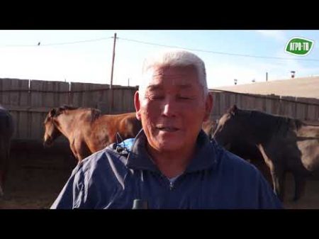 Откорм лошадей в Калмыкии