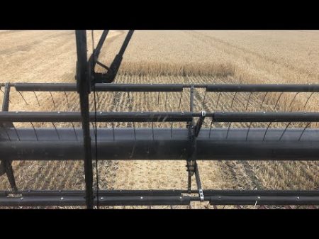 Полесье GS12 на уборке пшеницы поле чудес 4 четвертое поле