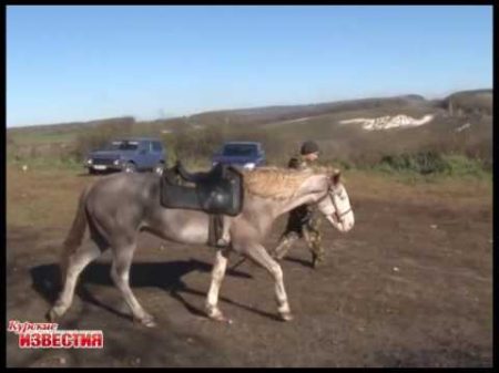 В Курской области конокрада задержали с поличным