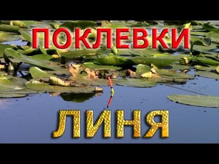 Рыбалка на поплавок ПОКЛЕВКИ ЛИНЯ