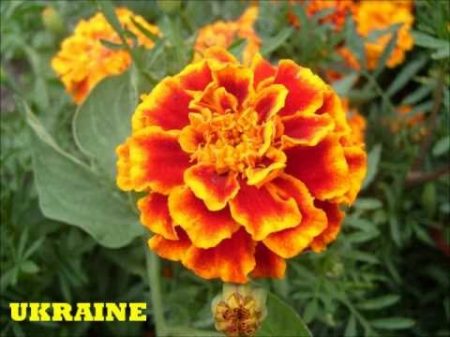 Бучинська Наталія Я у тебе одна