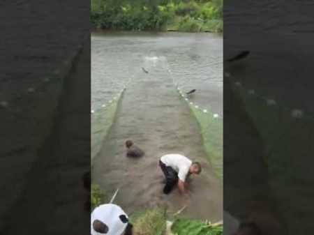 На рыбалке Будни рыбака Черпаем неводом
