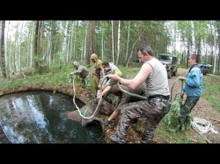 Спасение лосенка